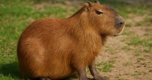 Name the Animal from its Picture