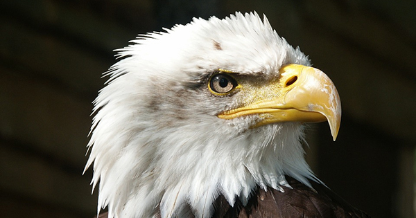 If you were a bird, you'd prefer to be...