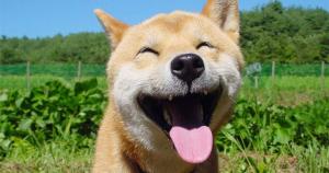 Contentment