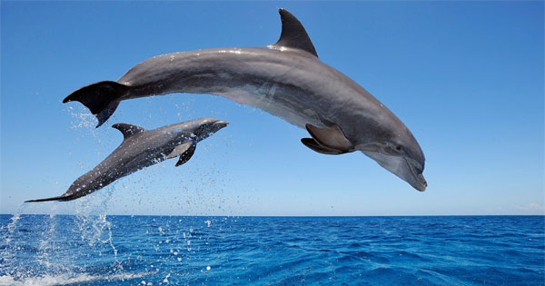 Person celebrating their dolphin spirit animal quiz result with ocean background