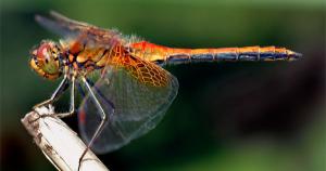 Dragonfly