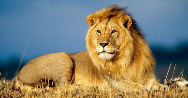 Fierce lion spirit animal representing courage strength and natural leadership