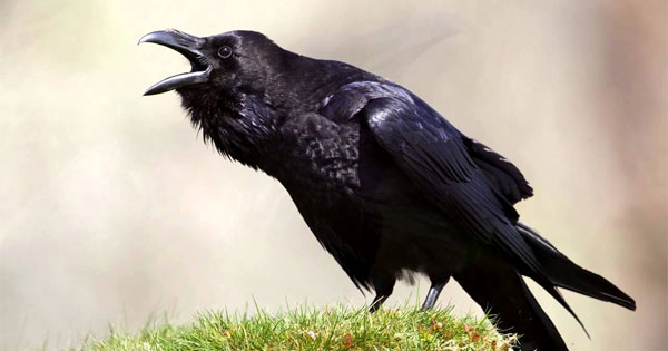 Person discovering their spirit animal is the mystical and intelligent Raven