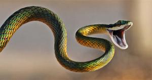 Snake